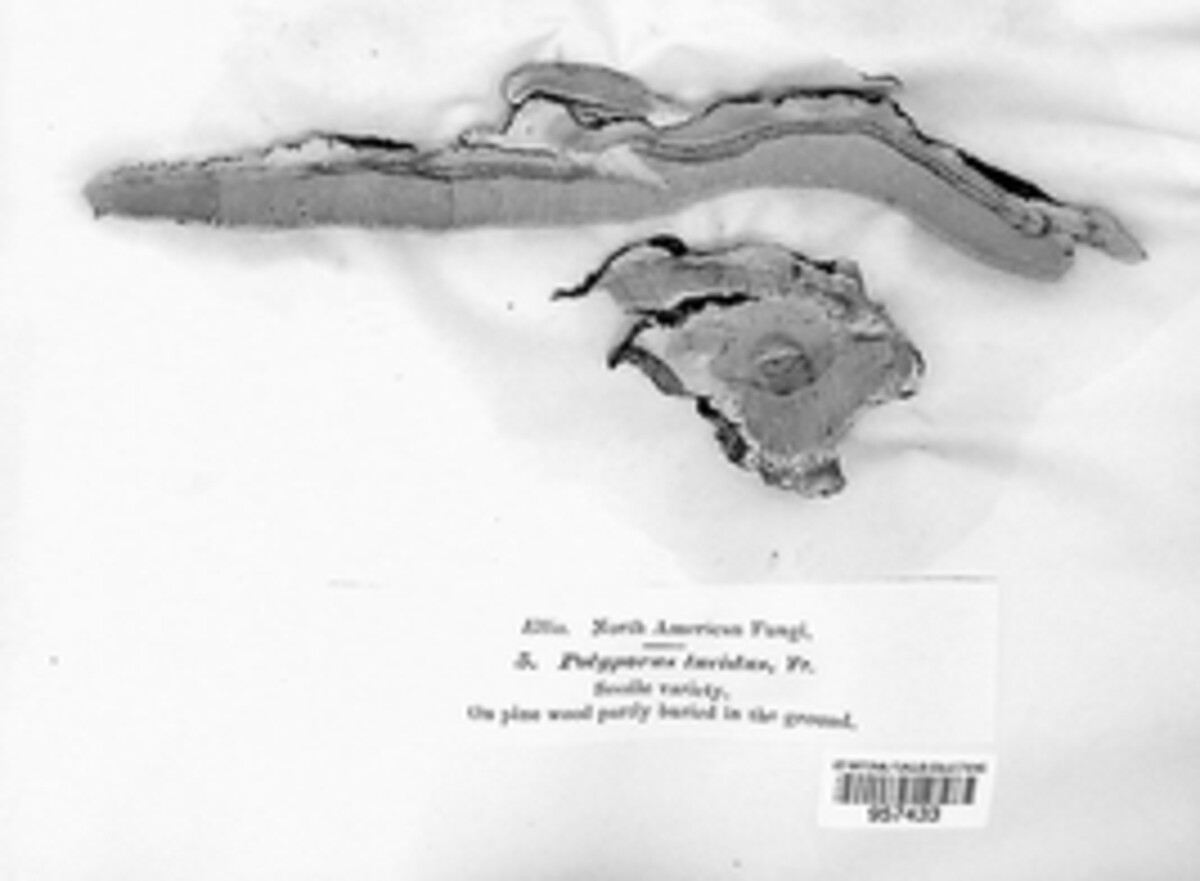 Polyporus lucidus image